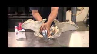 DEMO OF HOW TO PALPATE COW