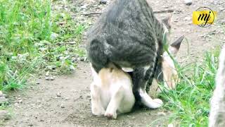 Langka ! Video Kucing Kawin Full Dari Awal Sampai Akhir