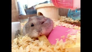 ХОМЯЧКИ смешная озвучка - ХОМКИ новое - приколы с ХОМЯКАМИ джунгариками