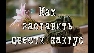 Как заставить цвести КАКТУС, два метода. Какие кактусы НЕ ЦВЕТУТ в домашних условиях