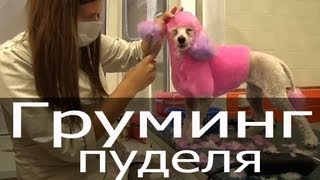 Груминг пуделя, покраска пуделя, красный пудель, стрижка пуделя