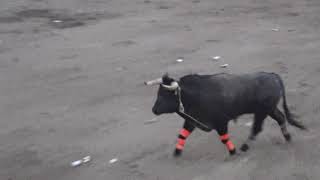 ¡¡EL TORO MÁS RESPETADO DEL AÑO PASADO EL JEFE DE JEFES DE LA SATÁNICA!!
