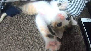 眠そうな子猫のミコちゃんが最後の力を振り絞って遊ぶも睡魔には勝てずに………【赤ちゃん猫】【保護猫】