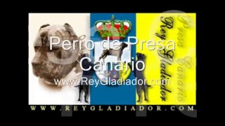 Perro de Presa Canario (eng.)