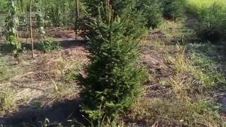 Ель обыкновенная зеленая | Plante.md