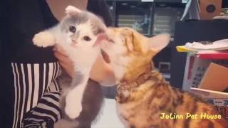 Мама-кошка вылизывает котенка-беглеца