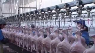 Poultry processing line equipments, Halal Poultry Slaughtering,Halal Duck Slaughterhouse In China