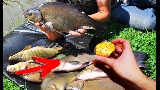 ПРЯНИКИ ДЛЯ РЫБАЛКИ, КОСЯТ ЛЕЩА И ДРУГУЮ РЫБУ! Для лучшей прикормки своими руками