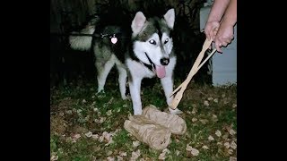 Snipe Hunting with 2 Blondes & A Malamute!!!!