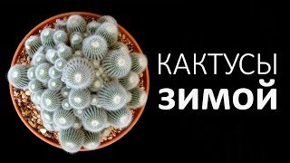 УХОД ЗА КАКТУСАМИ ЗИМОЙ | КАК ЧАСТО ПОЛИВАТЬ РАСТЕНИЕ?