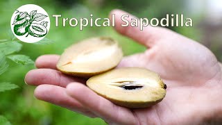 Tropical Sapodillas are sweet like caramel.