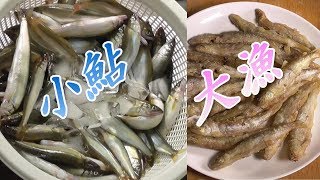釣り。コアユ釣り、大漁。100匹釣れた。今年の小鮎は大きい。　から揚げうまいぞ。爆釣。川の小物釣り34。　琵琶湖　Fishing