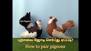 How To Pair Pigeons(Tamil) புறாவை ஜேடி செர்பது எப்படி
