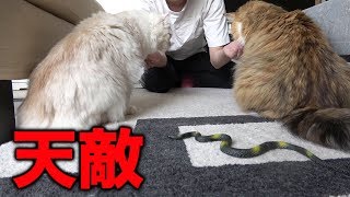 猫に蛇ドッキリしてみた