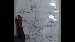 How to draw human digestive system in very easy way