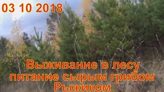 Грибы рыжики сбор в лесу 03 10 2018 поход в лес Выживание в лесу лес природа Сбор грибов тихая охота