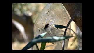 ZEYTİN SİNEĞİ (Bactrocera oleae)... USAGRO | Türkiye