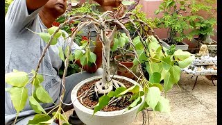 how to wiring bonsai peepal tree (fountain style)