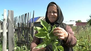 Целебная трава Сныть