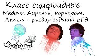 Класс сцифоидные, медузы. Аурелия, корнерот, цианея.  Лекция и разбор заданий ЕГЭ