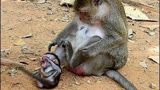 Break Heart When See Baby Hurt, Why Bad Mum Fight Baby Monkey Cry Very Loudly?