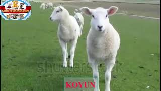 GERÇEK HAYVAN SESLERİ VE GÖRÜNTÜLERİ