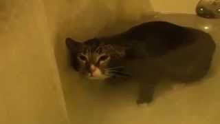Кот - талант мяукает мелодию кузнечика / Cat - talent meows melody grasshopper