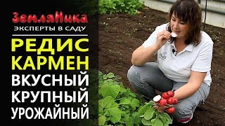 Редис Кармен. Супер урожайный. Для любого времени года.