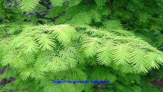 ABESE-(ABESE)-SURESİ-Daoud Hamza (Dawood Ayad Hamza)