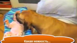 Прикол! Собака няня для ребенка!