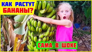 БАНАНЫ РАСТУТ НА ПАЛЬМЕ? Банановое дерево? КАК РАСТУТ БАНАНЫ? РАЗВИВАЮЩЕЕ ВИДЕО ДЛЯ ДЕТЕЙ!