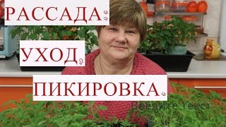 Рассада Томатов. Рассада Перца. Уход за Рассадой, Пикировка.