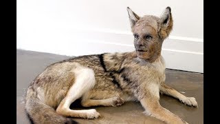 10 ЖИВОТНЫХ С ЧЕЛОВЕЧЕСКИМ ЛИЦОМ