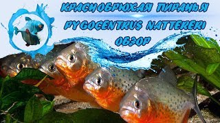 Обзор Краснобрюхой пираньи (Pygocentrus Nattereri)