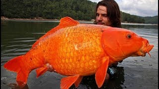 Top 10 Mascotas Que Nunca Debes Dejar En Libertad - FULL TOPS