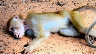 Much Pity Poor Abandon Monkey, Bad Torture From His Own, What Happen To Him.