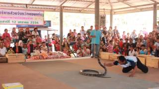 หมู่บ้านงูจงอาง ขอนแก่น KING COBRA VILLAGE