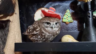 Yoll's stream поздний усталый из совиной квартиры