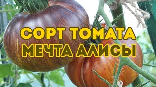 Сорт томата Мечта Алисы! Подробный обзор томата
