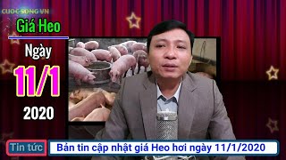 Gia heo hoi ngay hom nay 11/1/2020 | Giá lợn hơi tiếp đà tăng nhẹ tại một số địa phương
