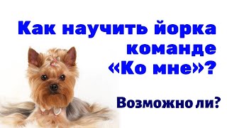 Как научить йоркширского терьера команде "Ко мне" самостоятельно? Возможно ли это?