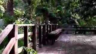 Macaques playing