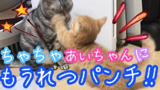 はじめて短足マンチカンの子猫茶々が先住猫アイちゃんに喧嘩を仕掛けた結果。。！？【日刊ねこもふ生活】