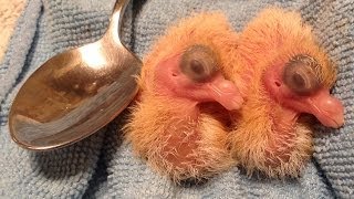Pigeon Birds being Raised