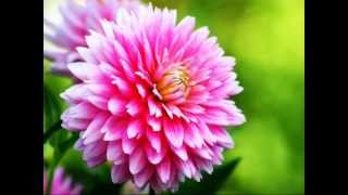 CLAYDERMAN - Lys River