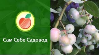 Как выращивать голубику высокорослую