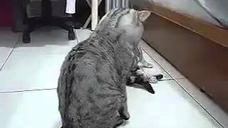 Animal mating 5