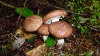 北海道秘密の場所 2012年10月6日 ジムニーで落葉きのこ狩り。シロヌメリイグチ(札幌近郊キノコ) mushroom hunting in japan