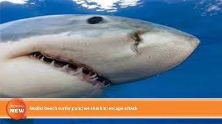 Hot new: Nudist beach surfer punches shark to escape attack