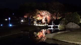 秋の幻想庭園　-岡山後楽園　2016.11.25